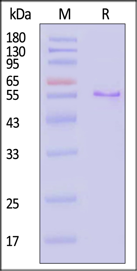 Mucin-1 SDS-PAGE