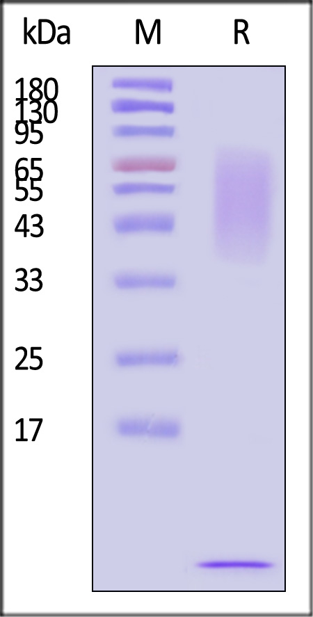 Mucin-1 SDS-PAGE