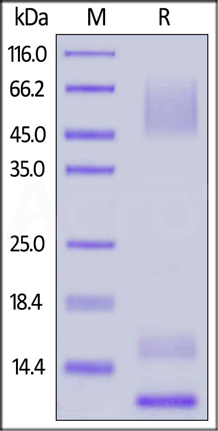 Mucin-1 SDS-PAGE