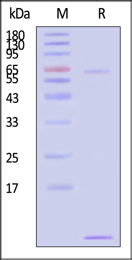 Mucin-1 SDS-PAGE