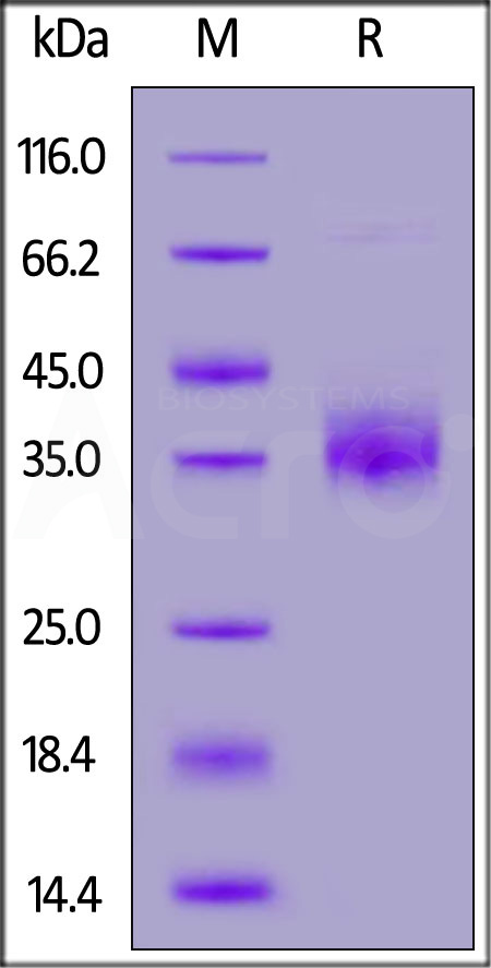 NC1-C52H4-sds