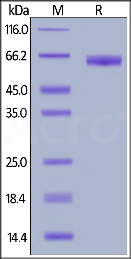 NC1-H5257-sds