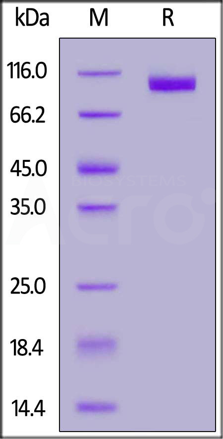 NC1-HF2H5-sds