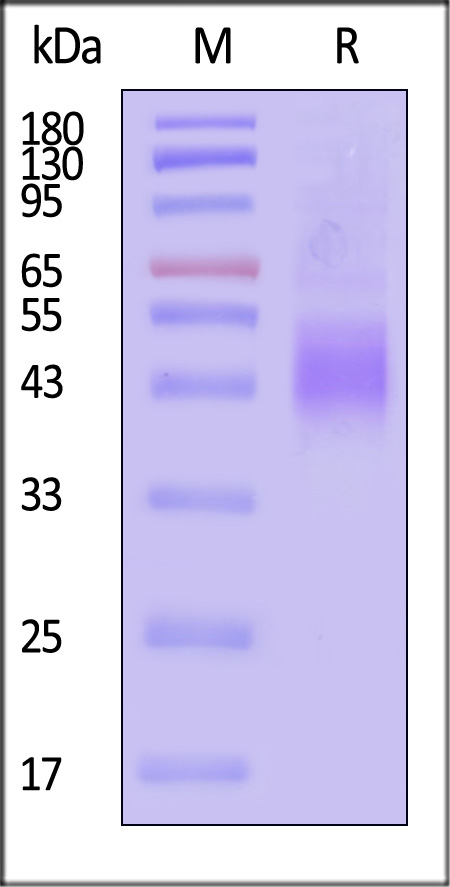 NC4-H52H3-sds