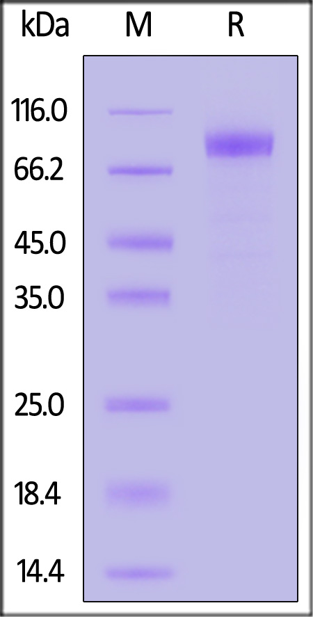 NC4-M82F5-sds