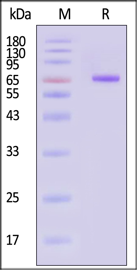 NE4-C5253-sds