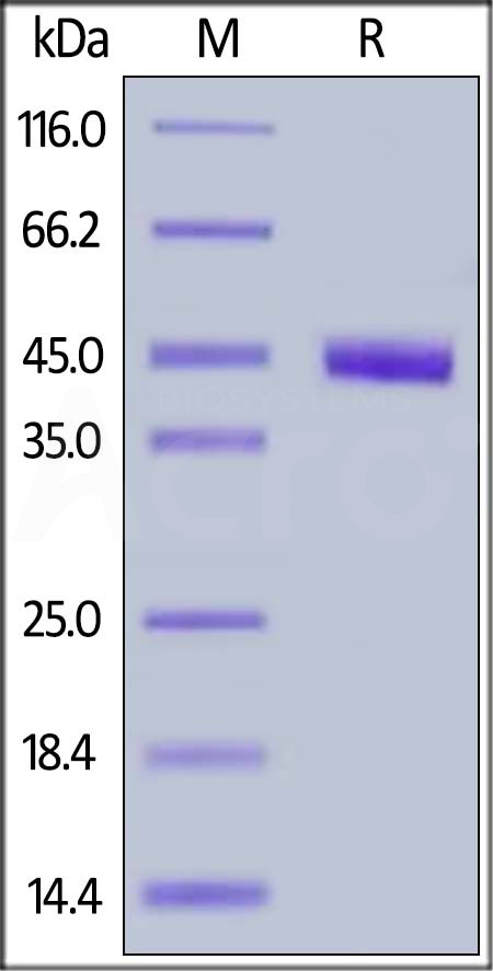 NE4-C52H4-sds