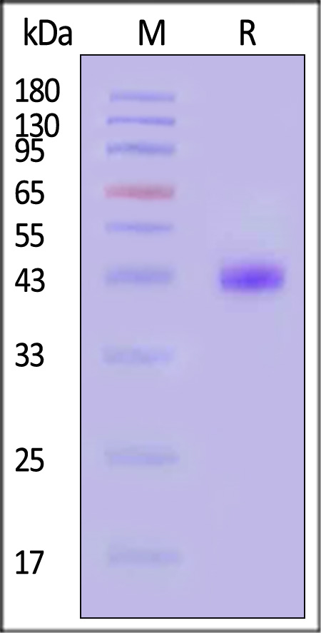 NE4-C82E5-sds