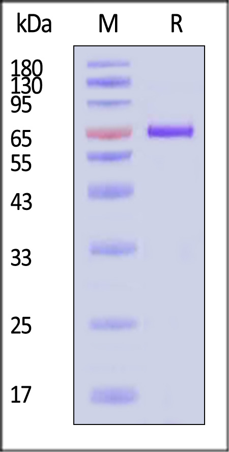 NE4-C82F6-sds