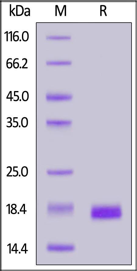 NE4-H82Ea-sds