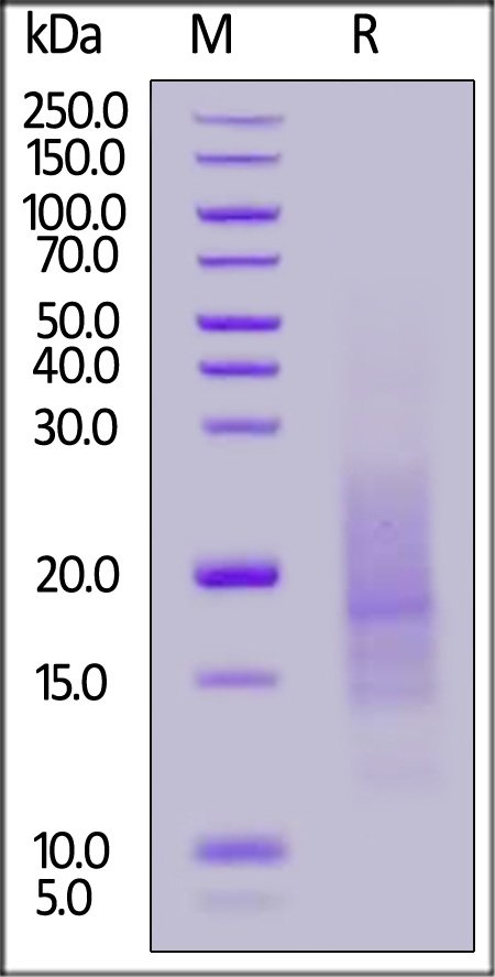 NE4-H82Ec-sds