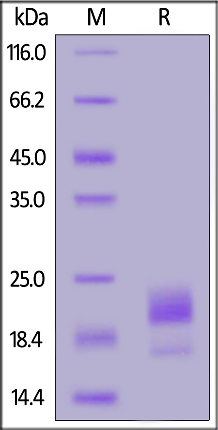 NE4-H82Ed-sds