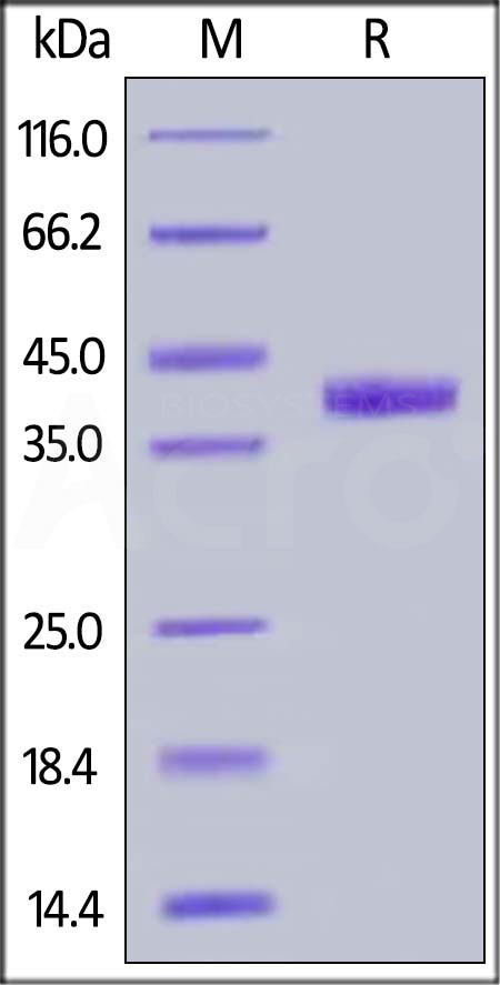 NE4-M52H3-sds