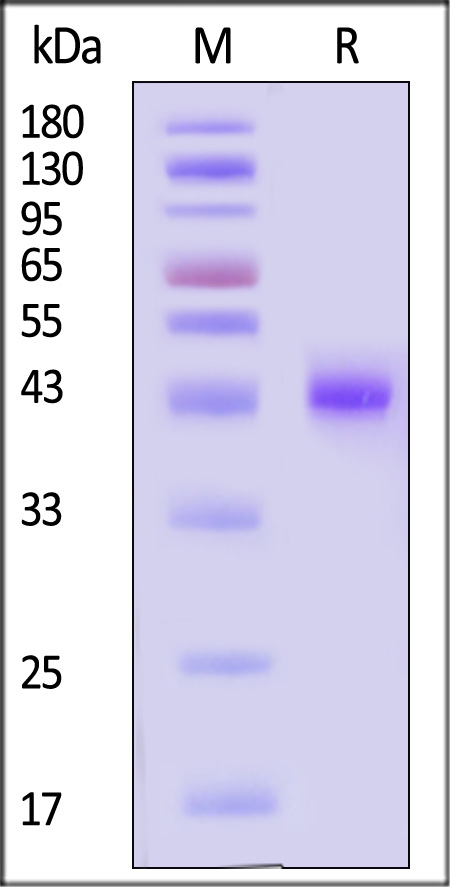 NE4-M82E7-sds