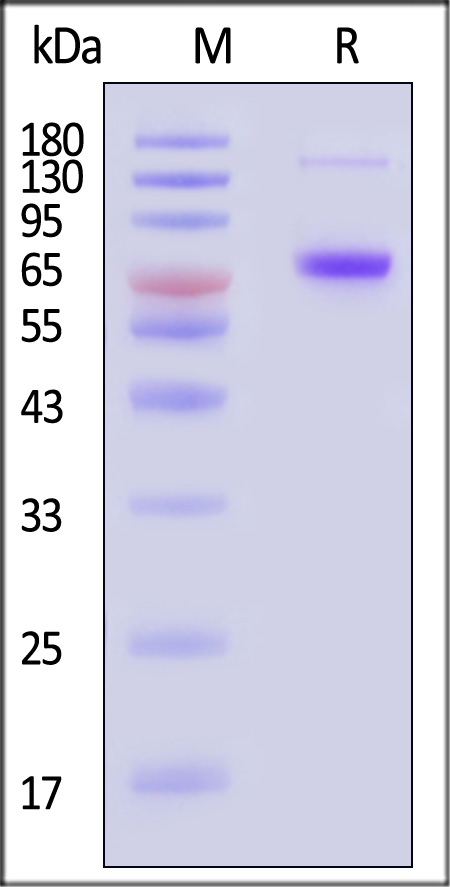 Neuraminidase (NA) SDS-PAGE