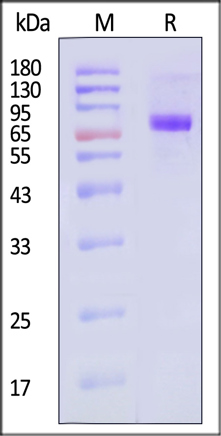 NEE-V5248-sds