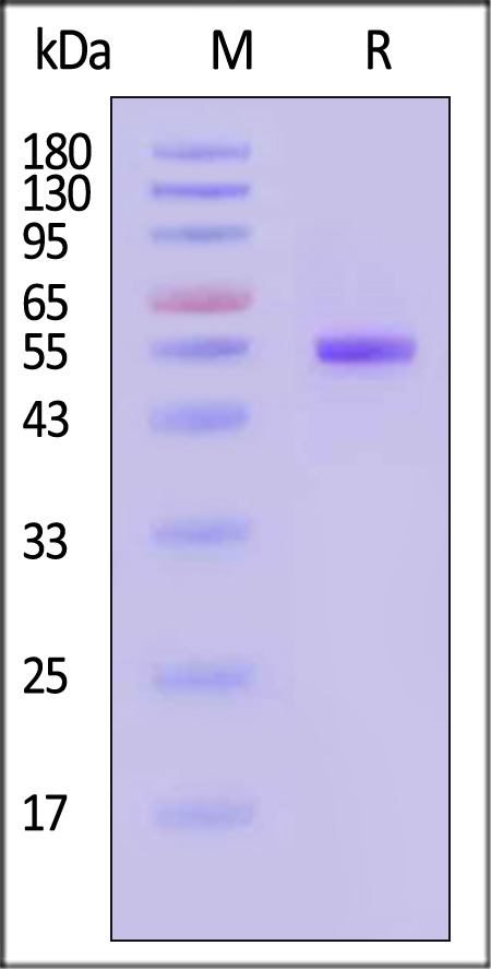 NEE-V524c-sds