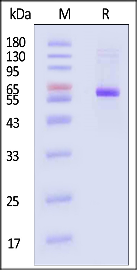 NEE-V524e-sds