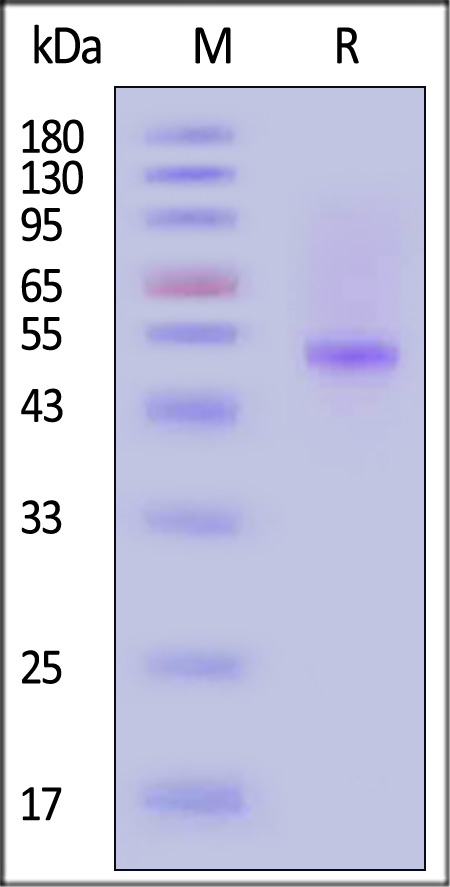 NEE-V524p-sds