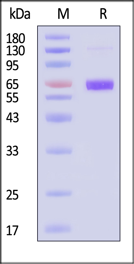 NEE-V524x-sds