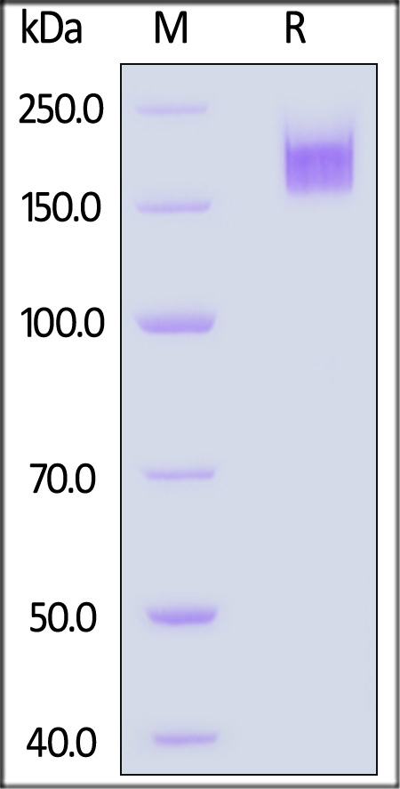 NFH-H5544-sds