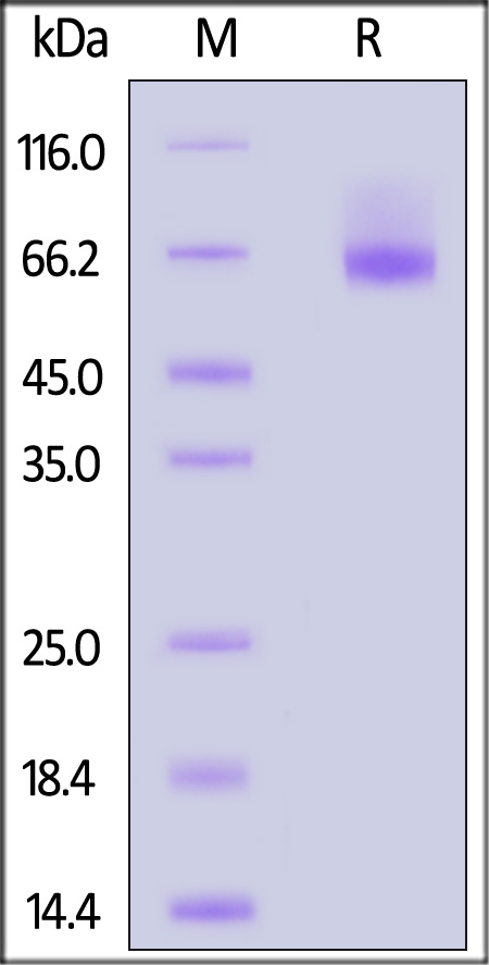 Nogo Receptor SDS-PAGE