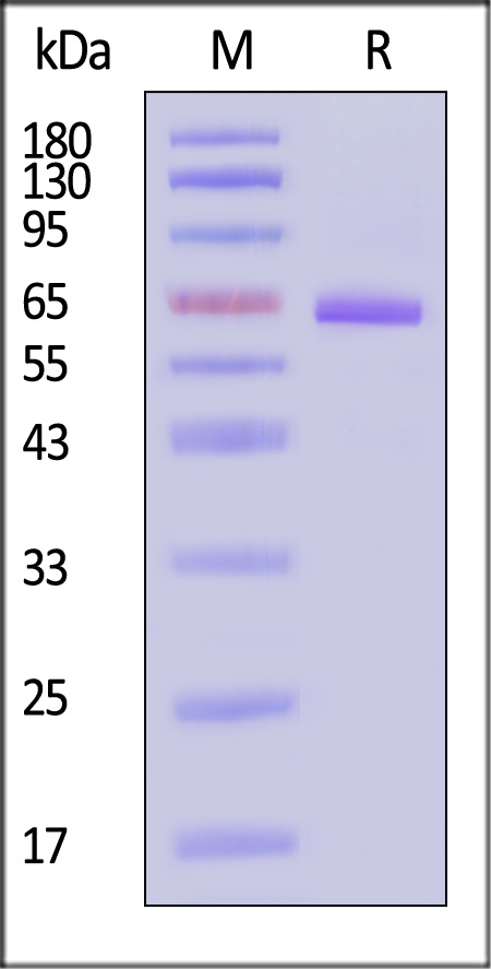 Nucleocapsid protein SDS-PAGE