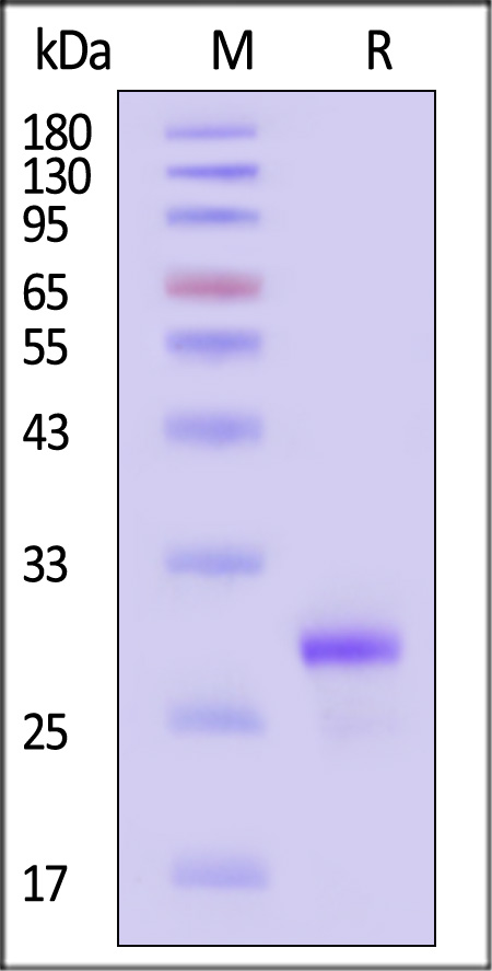 NR1-H5144-sds