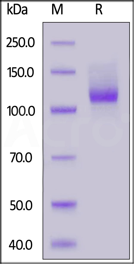 NR1-H5253-sds