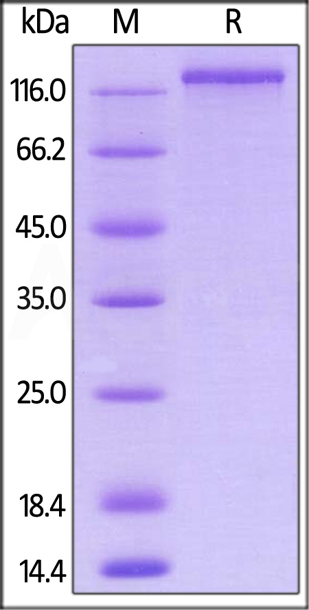 Neuropilin-1 SDS-PAGE