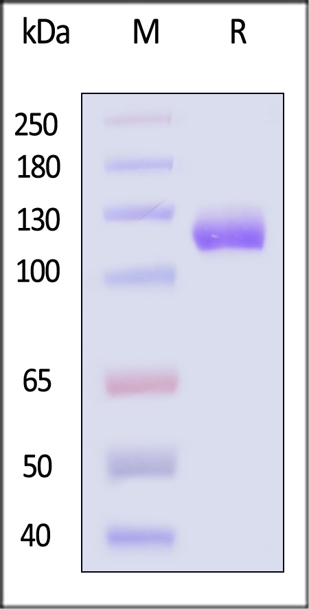 NR2-H52H3-sds