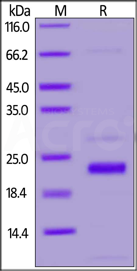 NS1-C51H7-sds