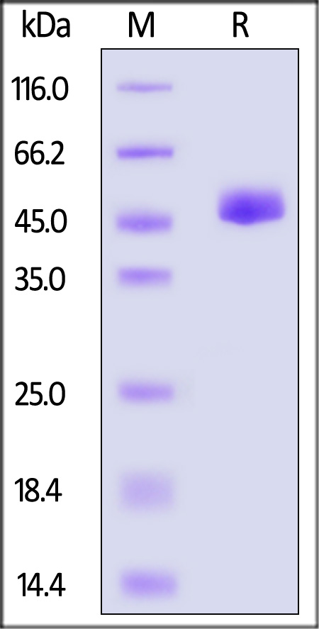 NS1-D52H3-sds