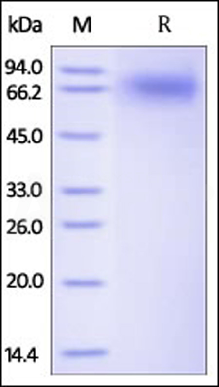 TrkB SDS-PAGE