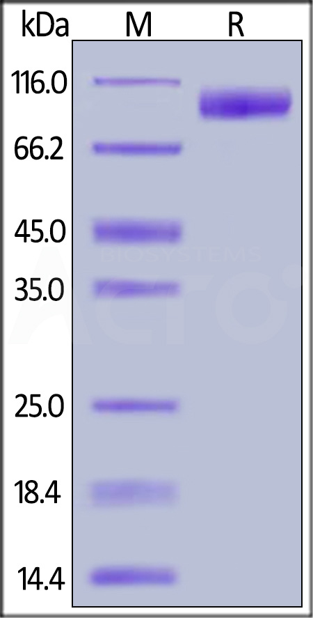 NT2-H5254-sds