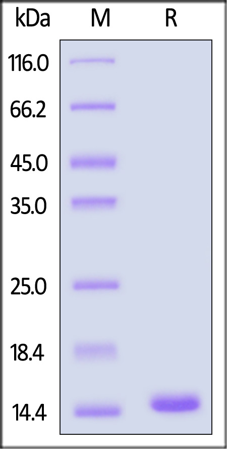 NT4-H5114-sds