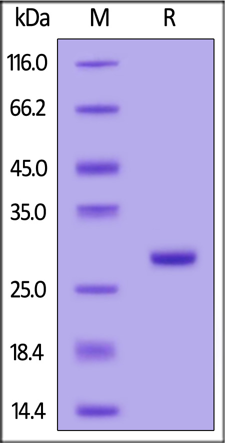 Nuclease SDS-PAGE