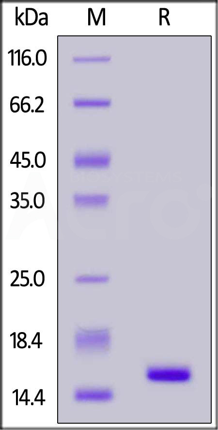 Nucleocapsid protein SDS-PAGE