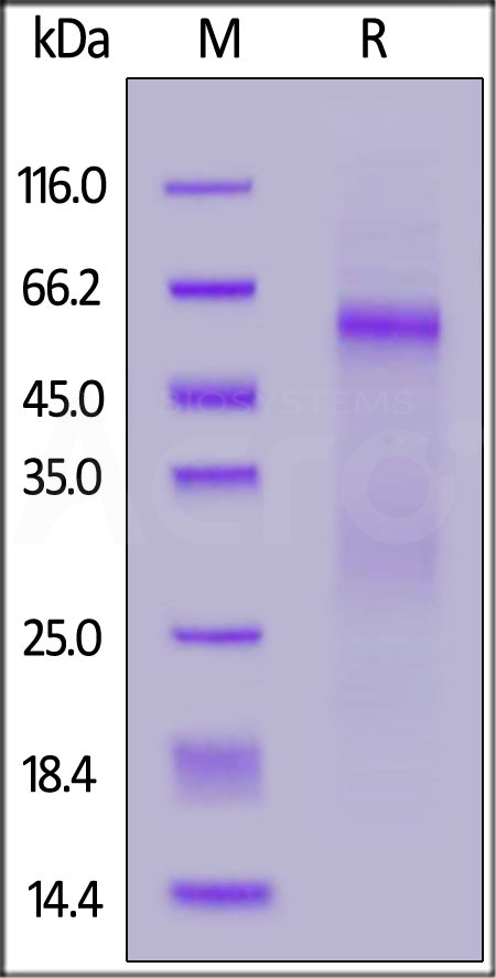 Nucleocapsid protein SDS-PAGE