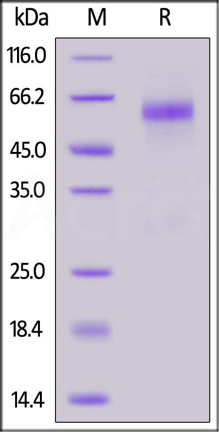 Nucleocapsid protein SDS-PAGE