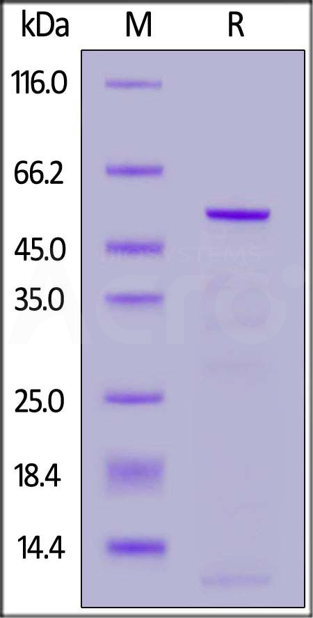 Nucleocapsid protein SDS-PAGE