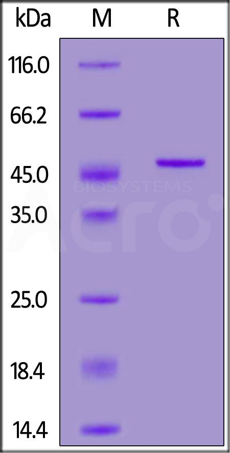 Nucleocapsid protein SDS-PAGE