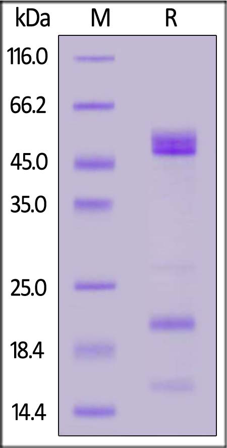 OPN-H82E8-sds