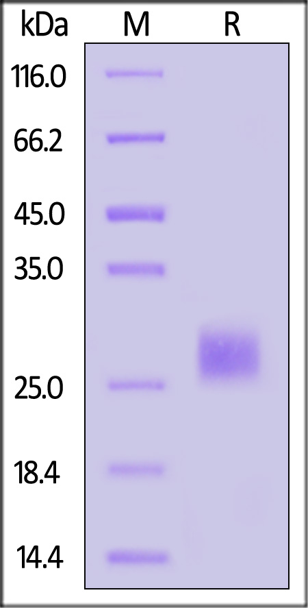 Oncostatin M SDS-PAGE