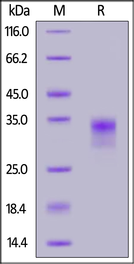 OSM-H82Q8-sds