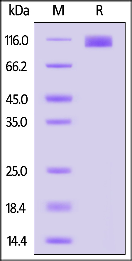 OSR-C52H8-sds