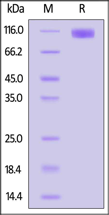 OSR-C52H9-sds