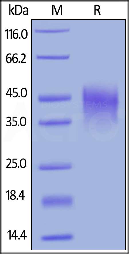 OX40 SDS-PAGE