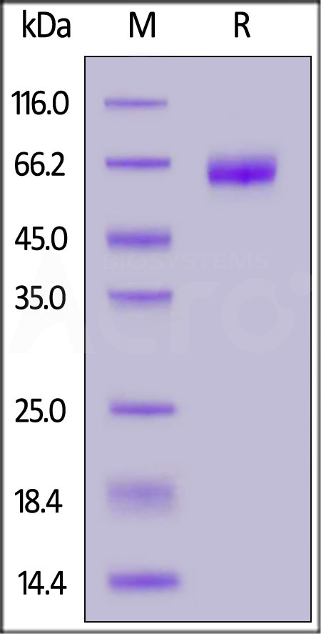 OX40 SDS-PAGE