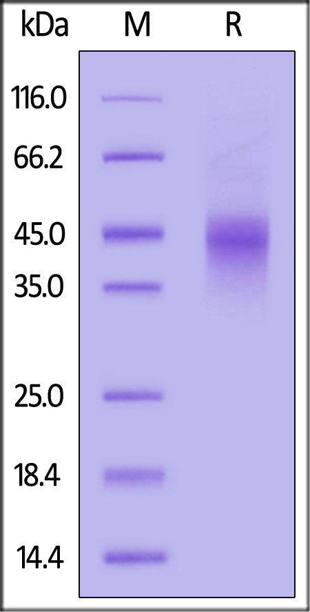 OX40 SDS-PAGE